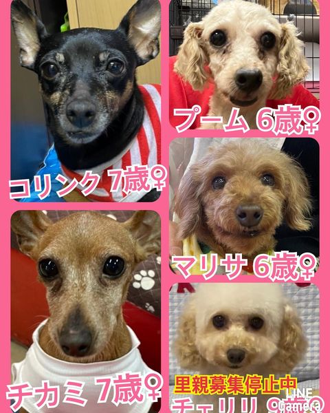 🐾今日の里親様募集中ワンコ🐶メンバーです🐾2022,10,15【保護犬カフェ天神橋店】